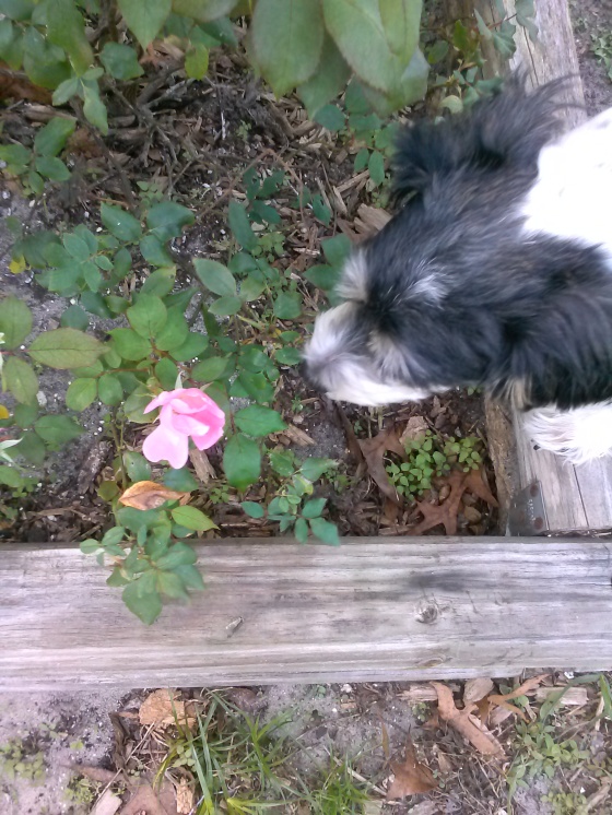 Taking time to sniff the roses.